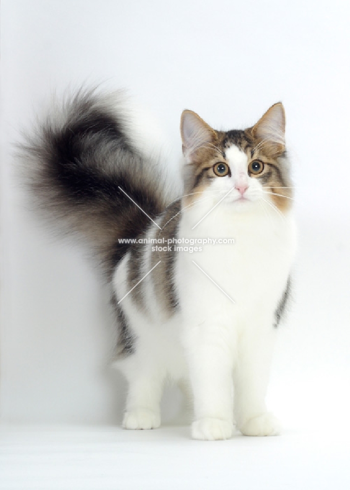 Brown Mackerel Tabby & White Norwegian Forest Cat