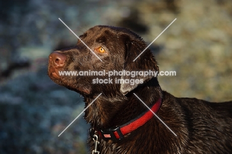 Head shot of Chocolate Lab.