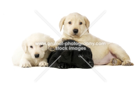 cream and black Labrador Puppies lying together isolated on a white background