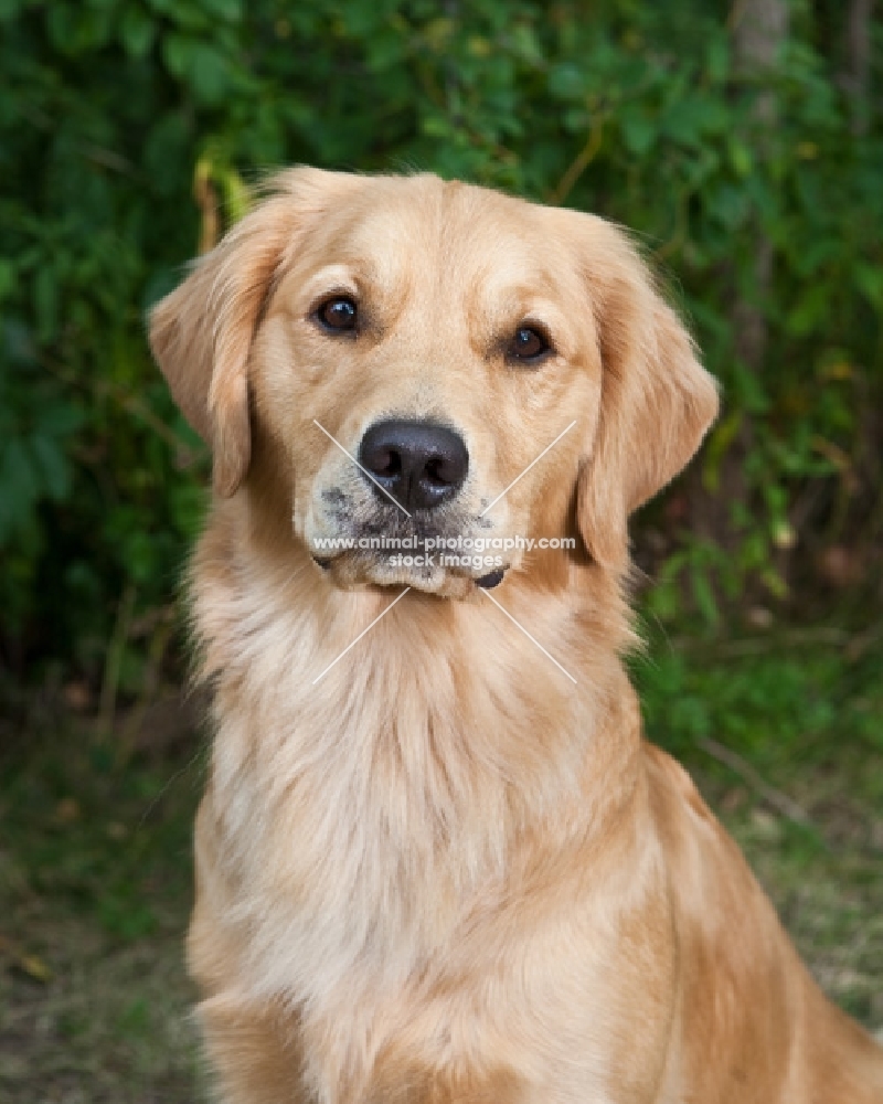 Head Shot of Golden Retriever with greenery background.