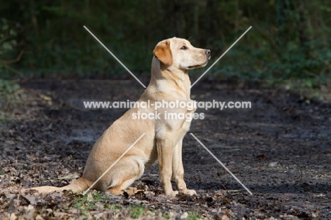 young Labrador Retriever