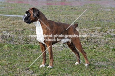 Boxer