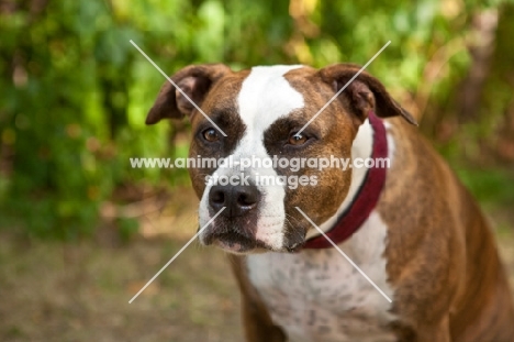 American Staffordshire Terrier concentrating