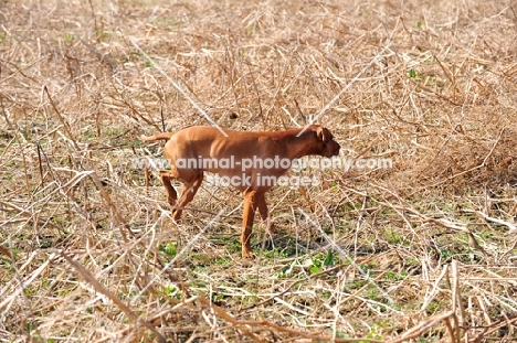 Vizsla pointing at game with hind leg held high