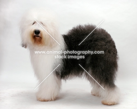 Australian Champion Old English Sheepdog in studio