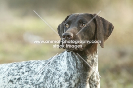 German Shorthaired Pointer portrait