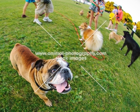 Bulldog with other dogs in a field