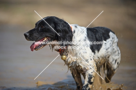 happy English Springer Spaniel walking in a puddle