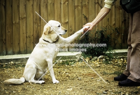 labrador retriever shaking hands