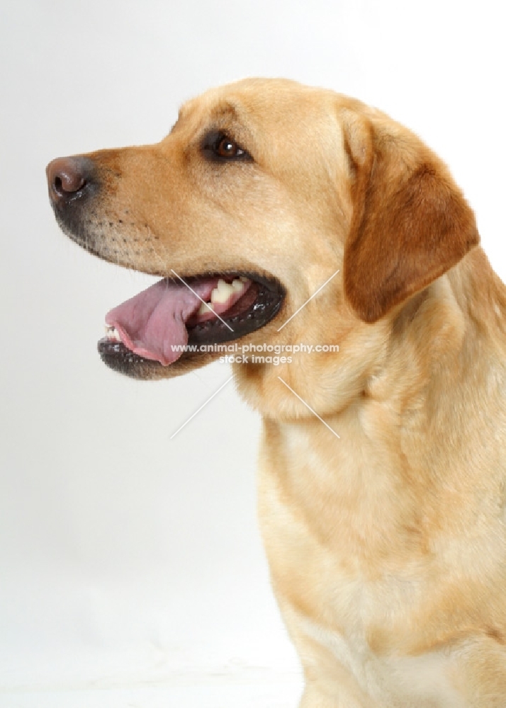 Australian Champion yellow Labrador