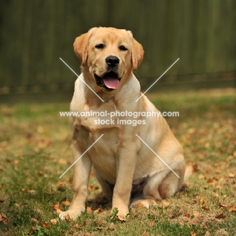 Labrador Retriever in autumn