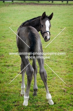 thoroughbred foal