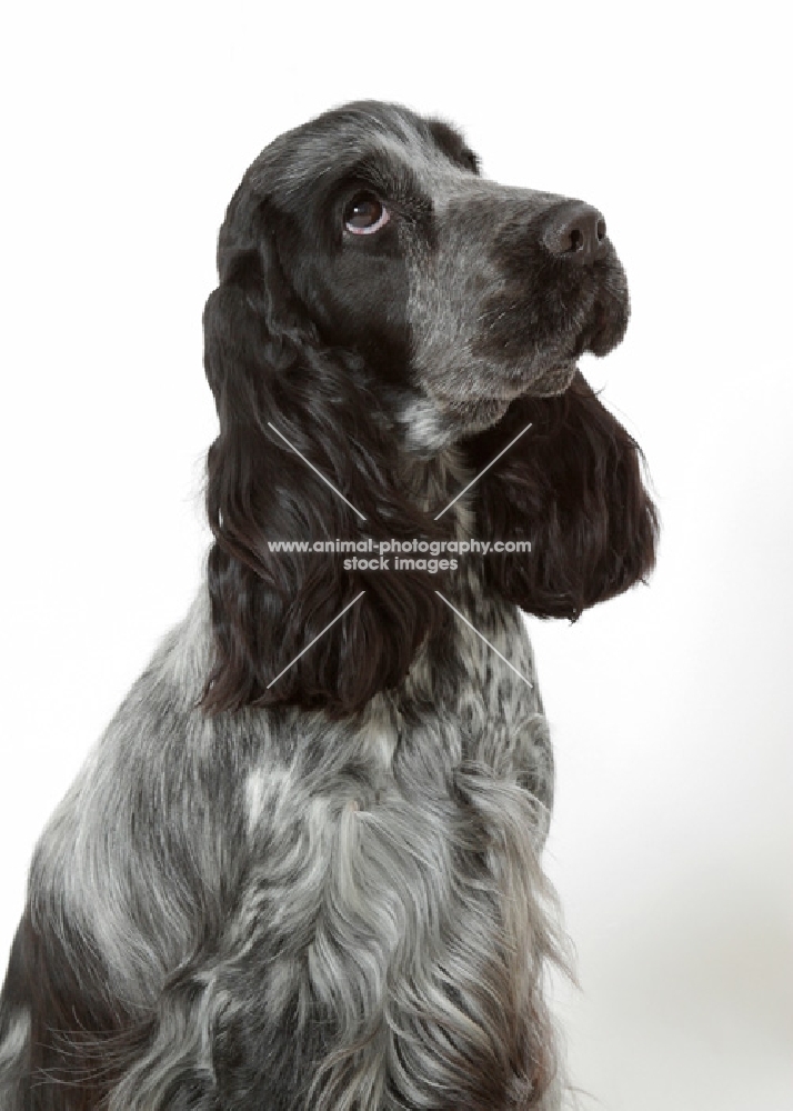 Cocker Spaniel on white background, looking up