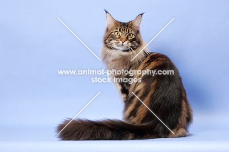 Brown Classic Tabby Maine Coon cat