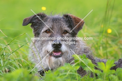 grey Cross bred dog