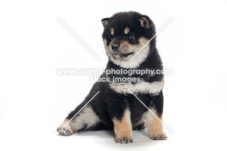 Shiba Inu puppy, black and tan colour