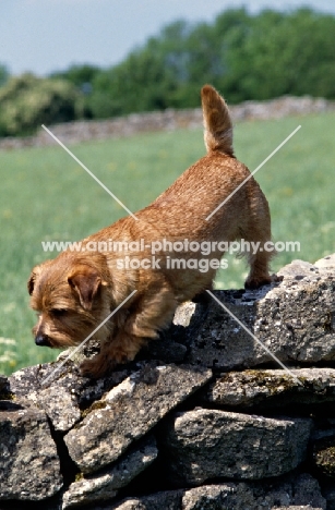 norfolk terrier walking on a wall