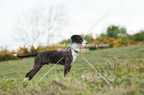 Mongrel in field