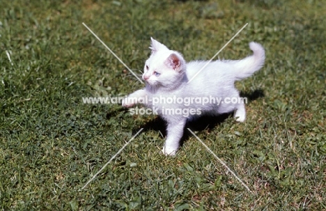 blue eyed white long hair kitten pawing the air