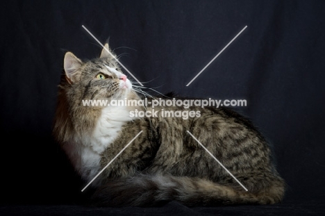 Alchimia Salina crouched and looking up, black background, studio shot