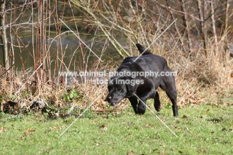 black Labrador on a search