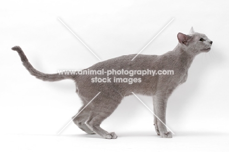 Russian Blue