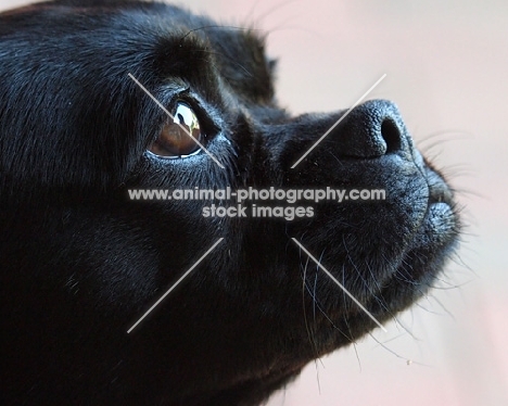 black mixed breed dog, close up