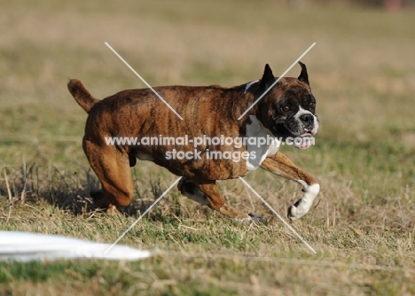 boxer dog running in field