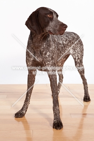 liver and white German Shorthaired Pointer standing on wooden floor