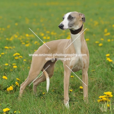 alert Whippet on grass