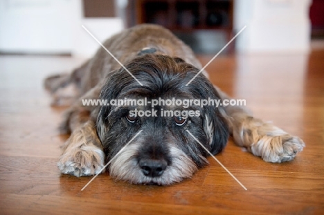 terrier mix lying with head down