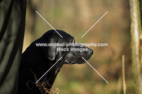 black labrador profile, looking ahead