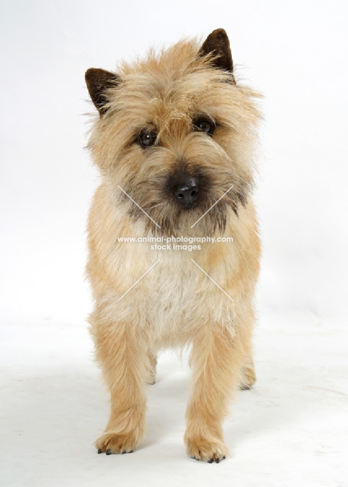 grey brindle Cairn Terrier in studio, looking at camera