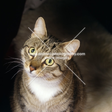 tabby and white pet cat looking up at camera