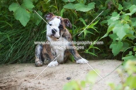 Bulldog puppy greenery