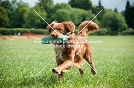 Nova Scotia Duck Tolling Retriever retrieving