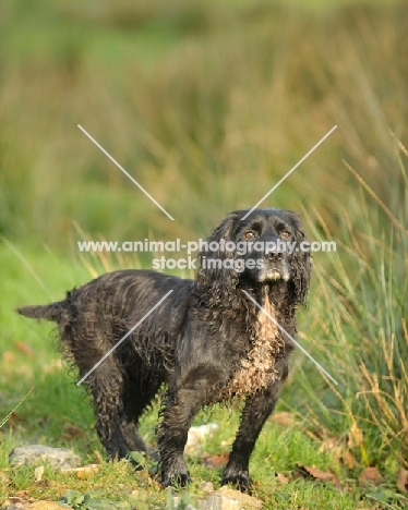 working type Cocker Spaniel