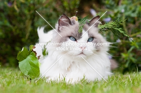 Ragdoll cross Persian