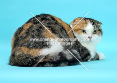 Brown Mackerel Torbie & White Scottish Fold cat lying down