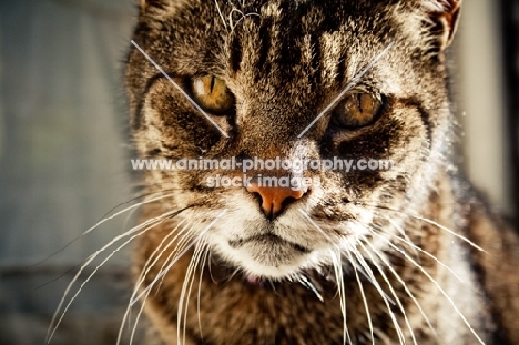 tabby cat looking at camera