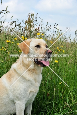 cream Labrador Retriever looking ahead