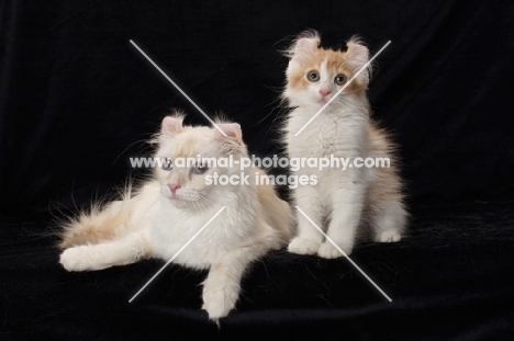 American Curl cat and kitten