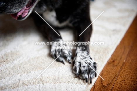 detail of speckled black and white dog paws