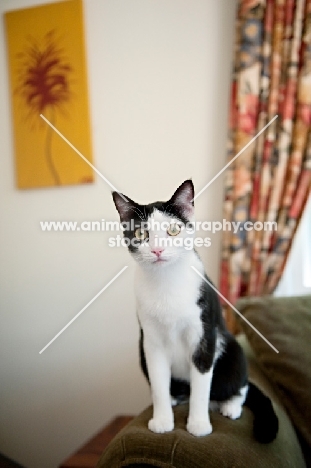 black and white cat sitting on chair