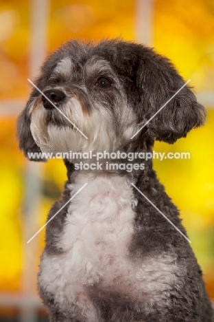 Schnoodle (Schnauzer cross Poodle)