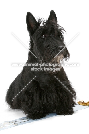 black Australian Champion Scottish Terrier