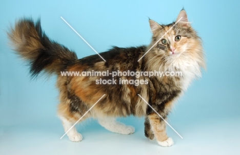 tortie and white norwegian forest cat standing