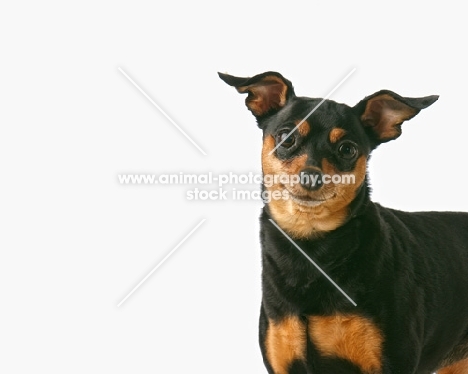 Chihuahua dog in studio looking at camera