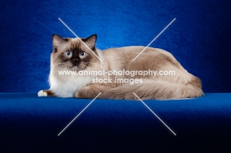 Ragdoll cat in studio on blue background