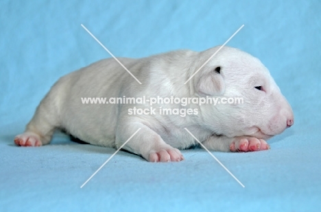 very young Bull Terrier puppy